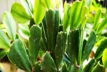 蟹爪兰叶子发软如何处理，可减少光照和浇水等