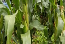 农学士01A玉米品种的特性，中抗大斑病