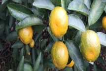 清香蜜橘的上市时间,上市时间在9月份