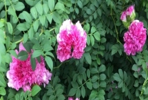 怎么修剪缫丝花，冬季将枝条修剪三分之一