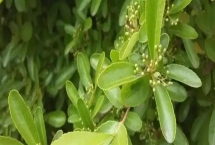 冬青树的价格，会受到规格、品种、市场等条件的影响