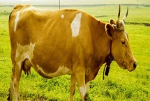 牛换毛一般在什么时候，春天和秋天都会换毛