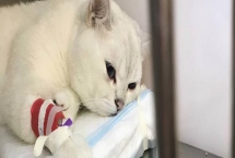 猫咪为什么会患上糖尿病，主要是肥胖、内分泌失调、遗传因素所致