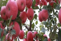 给苹果树修枝的作用，修枝可改善树体营养、提高果实品质