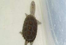 3cm小鳄龟容易养吗，饲养难度小