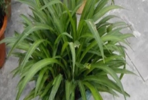 吊兰的品种，常见品种有青叶吊兰、金边吊兰、金心吊兰等