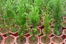 红豆杉的繁殖技术，可有性繁殖也可无性繁殖