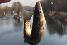 垂钓鲫鱼加轻麸还是雪花粉，使用雪花粉可增强雾化效果