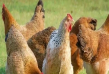 高温对肉鸡有什么影响,会导致进食量和生产性能降低