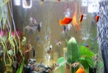 养鱼如何按先后顺序使用老三样，换水、升温后再下盐