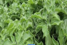 冰菜的种植前景，种植前景很可观的