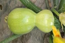 西葫芦畸形瓜怎么防治,调节温度可减少畸形瓜的数量