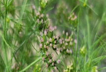 孜然怎么种，通常在三月底到四月初播种