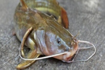 江鼠的产地，广泛分布在长江至珠江各水系