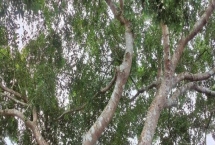 见血封喉的毒性有多强，是世界上最毒的树