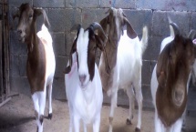 羊怎么喂养长得快，需要科学的喂养方法