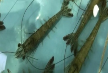 活虾怎么养，可以放在水族箱倒入水养殖