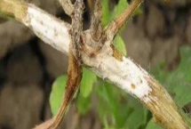 西瓜菌核病的发病症状，危害对象为西瓜的叶果