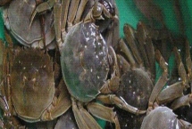 大闸蟹的产地，阳澄湖、固城湖、太湖等地方均有产出