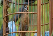 如何用小鸡料喂画眉，与玉米粉、黄豆粉等饲料混匀饲喂