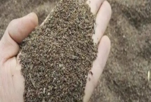 柴胡种子催芽技术，可药剂处理、激素处理或温汤浸种等