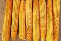 乐盈818玉米种简介，中等以上肥力地块种植