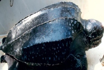 棱皮龟能长到多大,成年之后的身体长度都可以达到2米以上