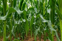 6G3567玉米品种特性,中抗灰斑病