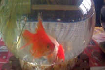 用鱼缸养金鱼的适宜水位，俯视金鱼的适宜水位为10-25厘米