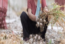 金乡大蒜什么时候收获,叶子开始转黄时进行收获