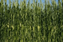 先玉1853玉米种子特征特性，种植密度每亩5500株左右