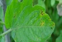 大棚番茄性斑疹病如何防治，反季节栽培的更容易发生病害