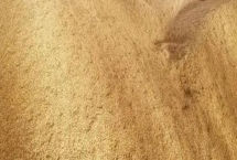 稻谷和玉米的储存年限,长江以南、以北储存期不一致