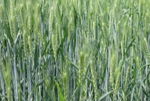 顺麦13号小麦品种特性，与对照品种周麦18熟期相当