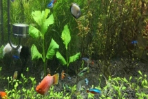 米奇鱼可以和孔雀鱼混养吗，都是热带鱼适合混养