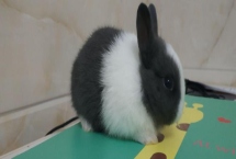 兔子脱毛的原因，可能是季节性脱毛或患皮肤病