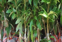 白蜡荔枝苗的价格，约20-30元/株左右