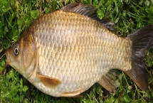 有哪些品牌的鲫鱼饵料比较好用，著名饵料包括老鬼、钓鱼王等品牌