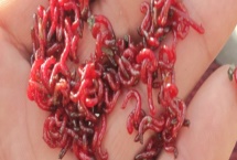 怎么在室内养殖红虫，每隔7-10天换一次水