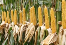 荣玉1410玉米品种特性，中抗纹枯病