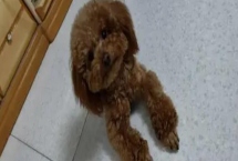 泰迪不吃东西怎么办，可以换一些清淡美味的食物