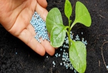 使用氮肥要注意什么,不能和碱性肥料、有机肥一起使用