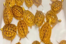 金钱龟不吃东西如何处理，水温过低需提升到26℃以上