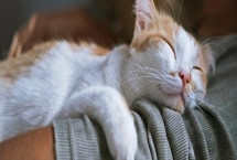 为什么猫咪会哭，可能是感觉孤独或者病了