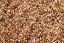 怎么种植柏子仁，需垄地开沟再播种