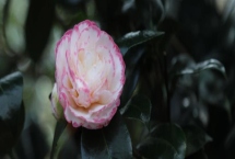 茶花如何繁殖，可扦插也可靠接