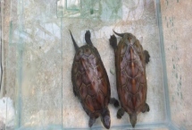 怎样让乌龟水不臭，必须要频繁换水