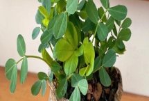 盆栽花生的种植要点,幼苗期要确保水肥充足