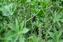 种植蓖麻的要点，从出苗到开花要中耕3-4次