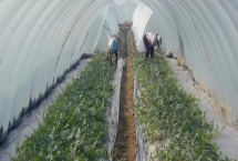 冷棚种植项目推荐，常适用于北方地区